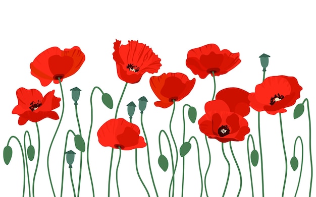 Poppy flower. poppy flower. vector background with red poppies on a white background.