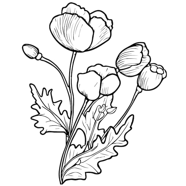 poppy flower vector pretty flower coloring pages poppy flowers coloring sheet August birth Poppy