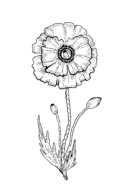 Poppy Flower. Vector sketch. Black outline floral illustration on white. Line drawing art in botanical vintage style. Hand drawn Plant silhouette. Isolated abstract nature icon