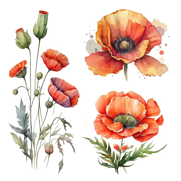 Vector poppy flower watercolor paint collection