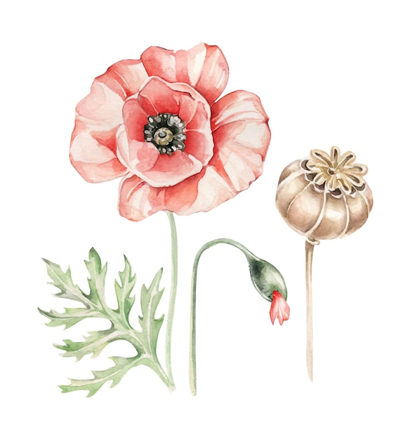 Vector poppy flower