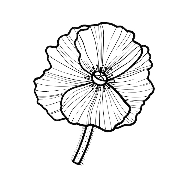 Poppy flowers drawing on white background