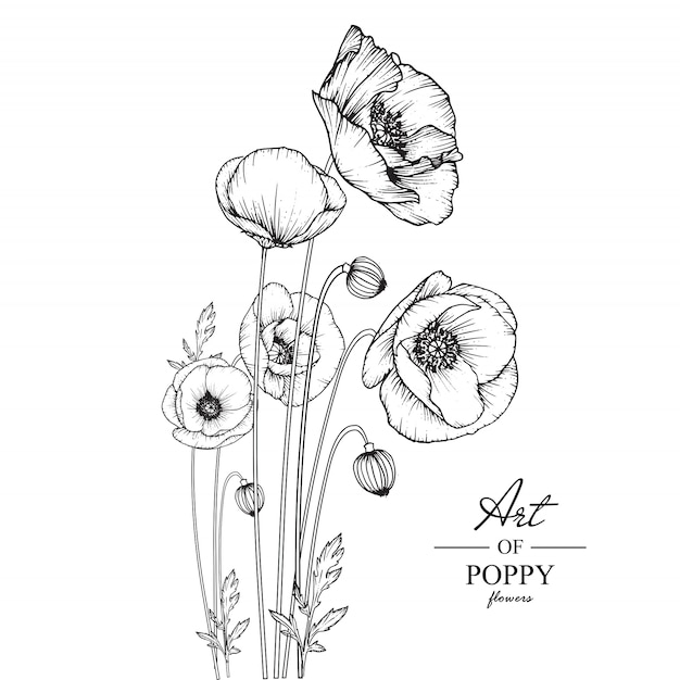 Poppy leaf and flower drawings.