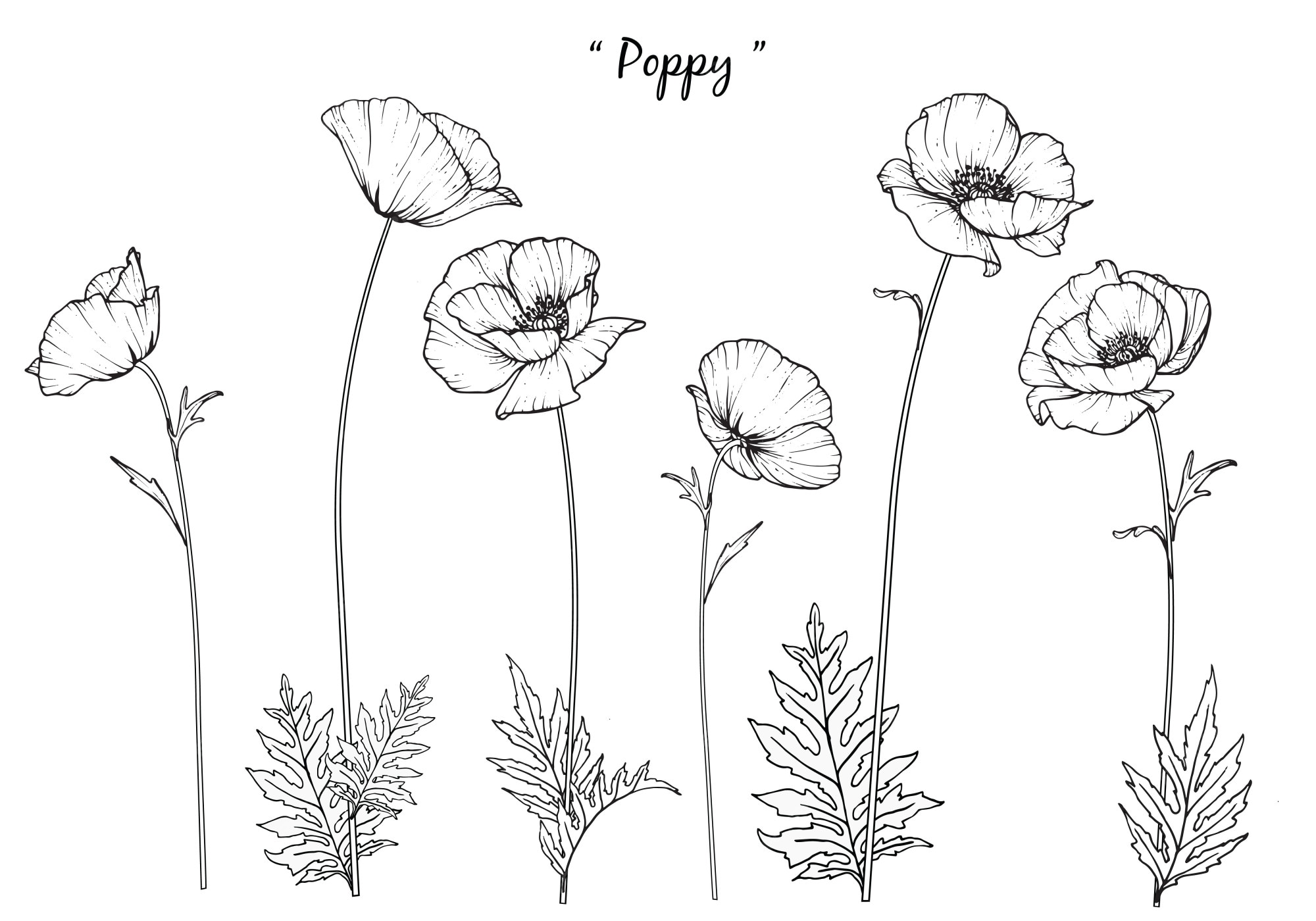 Poppy Flower Drawing Images - Free Download on Freepik