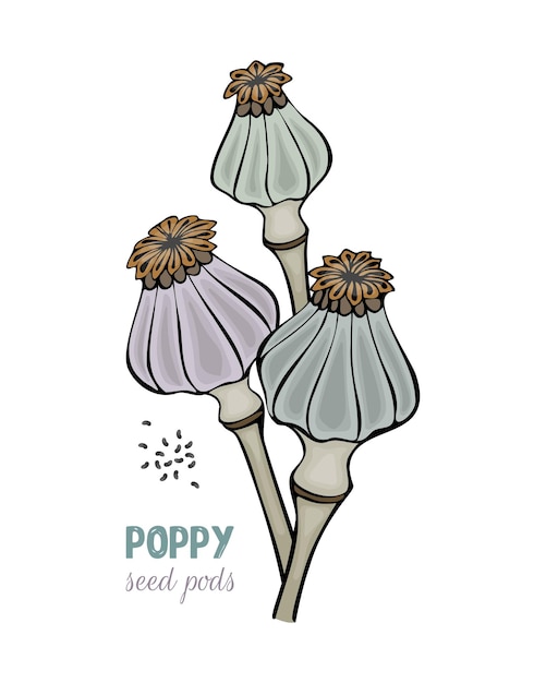 Poppy seed pods hand drawn doodle isolated white background
