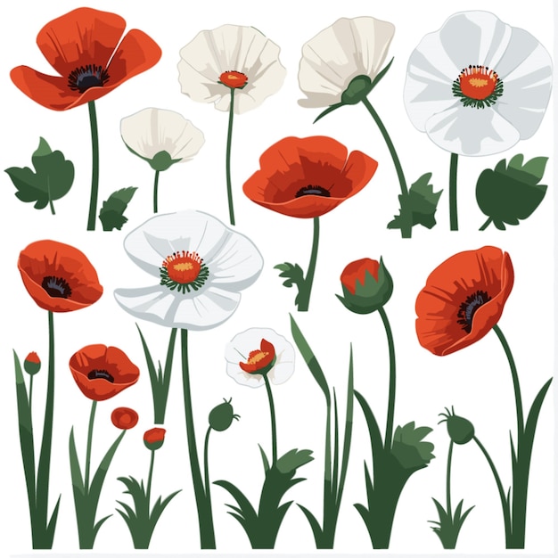 Vector poppy vector on a white background