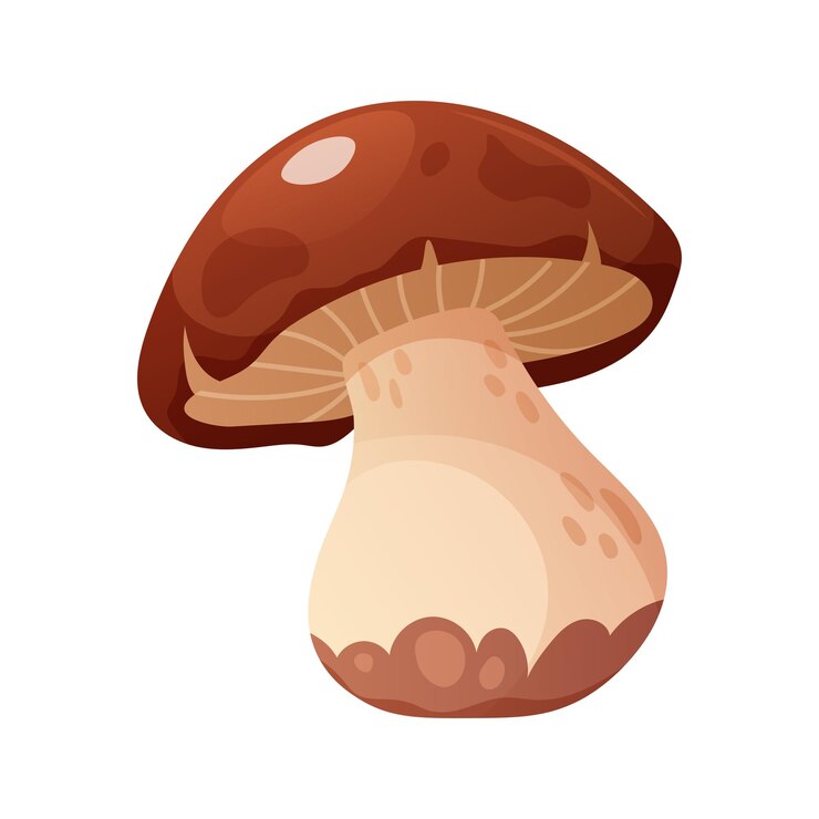 Vector porcini mushroom boletus on a white background edible forest mushroom vector icon