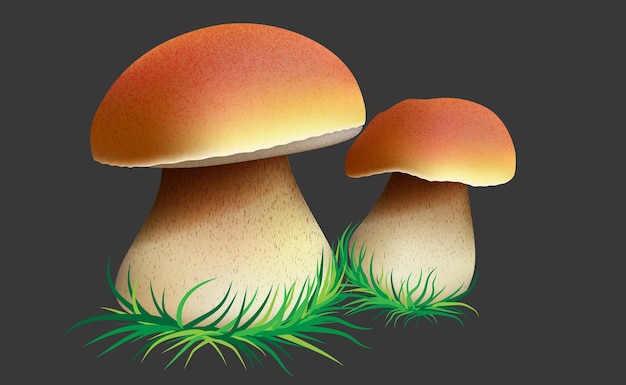 Vettore funghi di porcini sull'erba vettore illustrazione sketch.