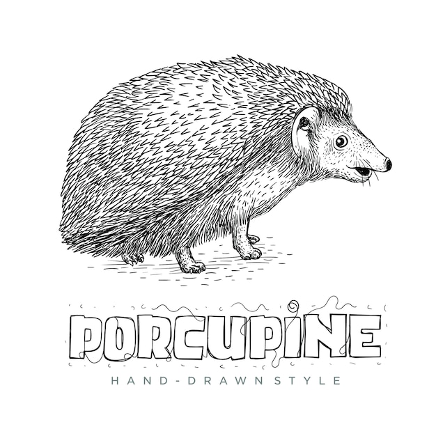 Porcupine vettoriale carino cercando. illustrazione animale disegnato a mano