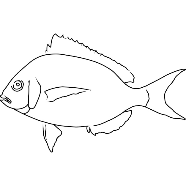 Porgy hand sketched hand drawn vector clipart