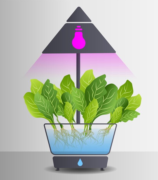 Vector portable hydroponic aeroponic system for ecofriendly growing of green lettuce vegetables and herbs