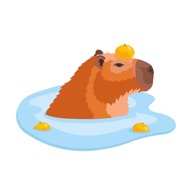 Portrait of a capybara sitting in the water with a tangerine on its head in profile isolated on whit