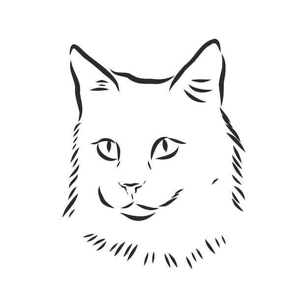 Portrait of a cat, domestic cat, vector illustration of a sketch