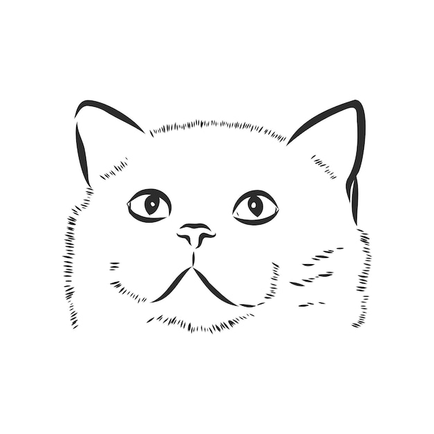 Portrait of a cat, domestic cat, vector illustration of a sketch