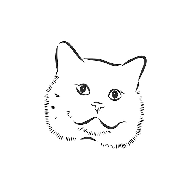 Portrait of a cat, domestic cat, vector illustration of a sketch