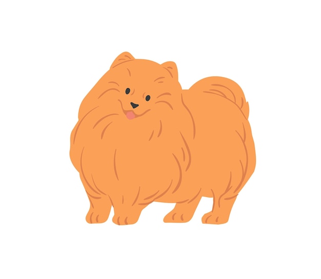 Portrait of cute Pomeranian Spitz with funny muzzle. Small toy dog of Pom breed. Adorable fluffy purebred doggy. Colored flat vector illustration of friendly puppy isolated on white background.