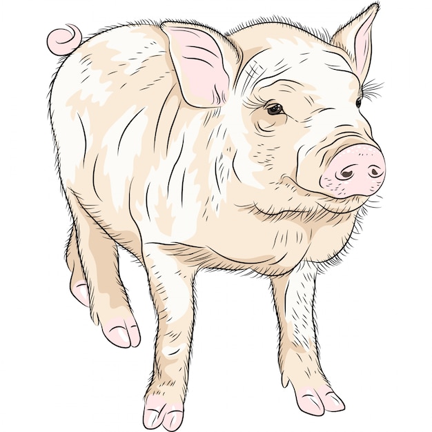 portrait of funny piggy illustration