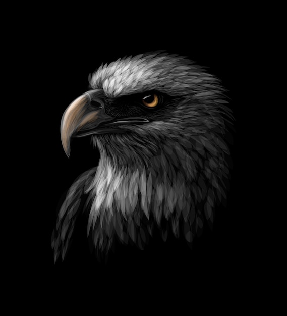 Portrait of a head of a bald eagle on a black background. vector illustration