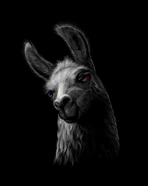 Portrait of a head of a llama on a black background.  illustration