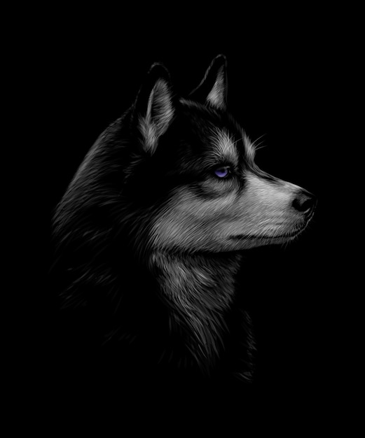 Portrait of the head of the Siberian Husky with blue eyes on a black background.  illustration