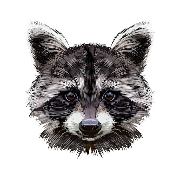 Vector portrait of a raccoon head from multicolored paints splash of watercolor colored drawing realistic