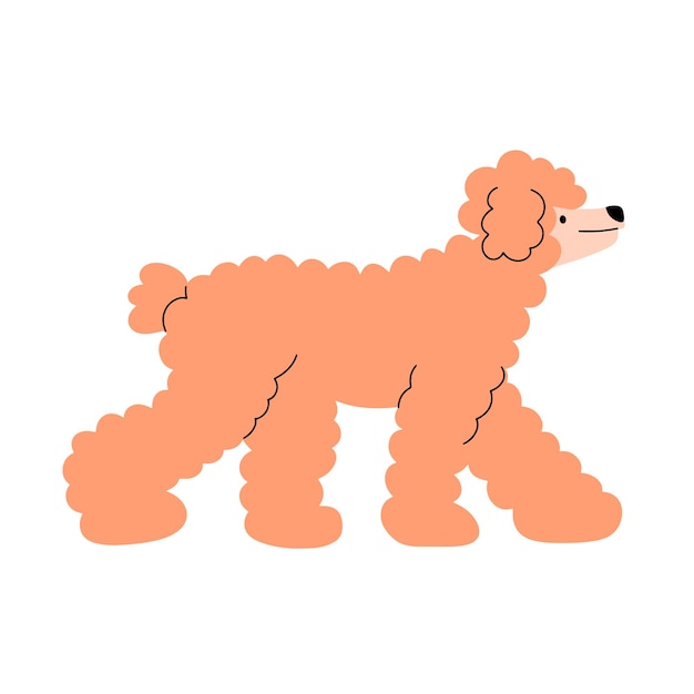 Vector portrait of a walking poodle vector illustration in flat style