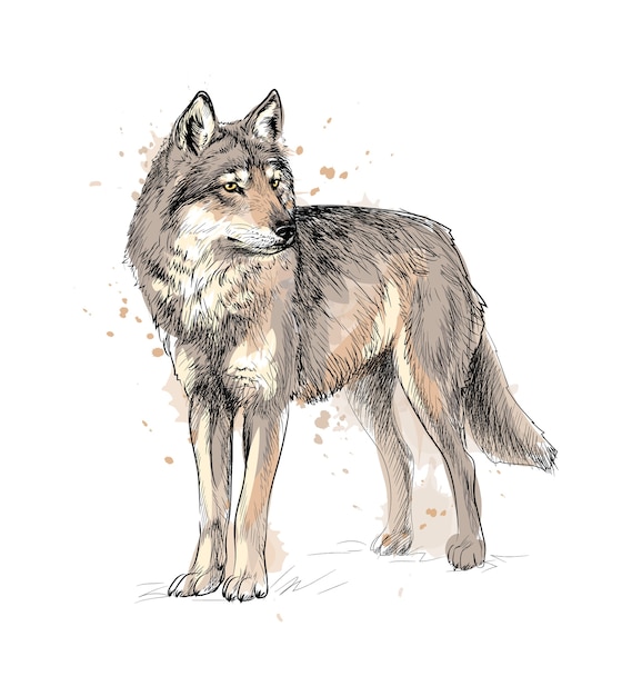 Portrait of a wolf from a splash of watercolor, hand drawn sketch.  illustration of paints