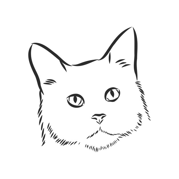 Portret van een kat huiskat vectorillustratie van een schets