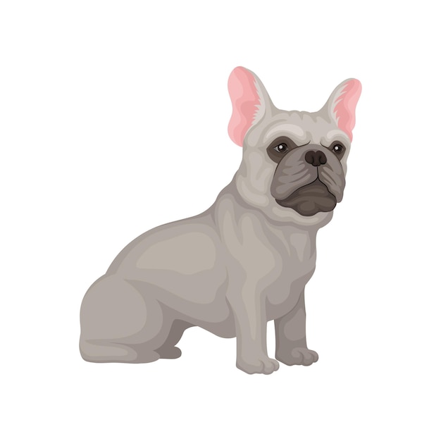 Portret van een zittende franse bulldog, zijzicht. kleine hond met gladde grijze vacht, grote roze oren en glanzende ogen. grafisch element voor poster van een kennelclub of dierenwinkel. geïsoleerde platte vectorillustratie.