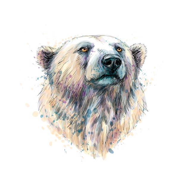 Portret van het hoofd van een ijsbeer uit een scheutje aquarel, handgetekende schets. illustratie van verven