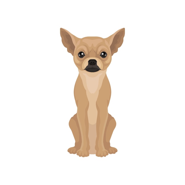 Portret van schattige chihuahua puppy kleine hond met grote glanzende ogen en gladde bruine vacht Platte vector design