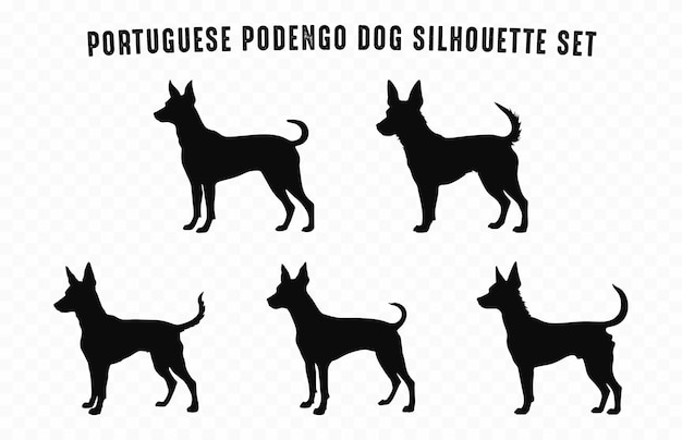 Set vettoriale di silhouette di cani podengo portoghesi bundle di silhouettes nere di cani