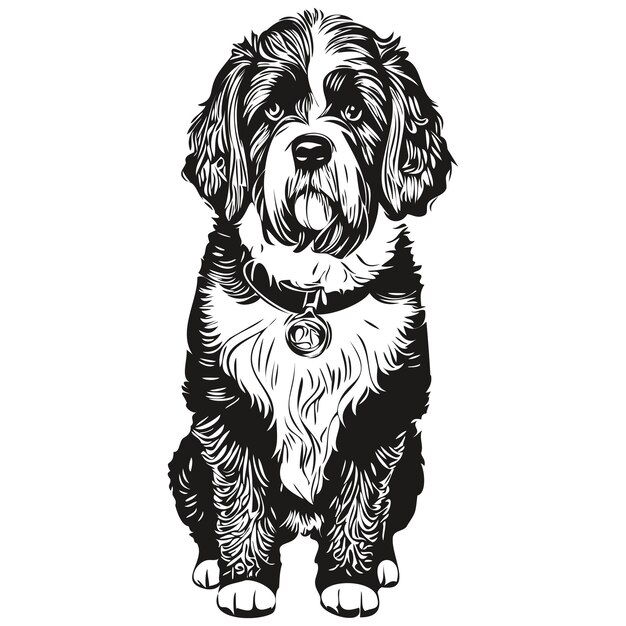 Portuguese water dog vector face drawing portrait sketch vintage style transparent background realistic breed pet