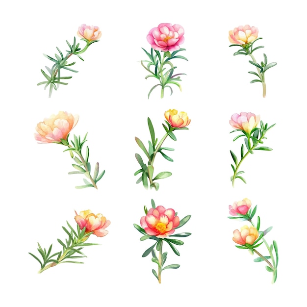 Portulaca oleraceaWatercolor flowers set Isolated on white background Watercolor illustration