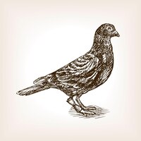 Post pigeon sketch vector illustration