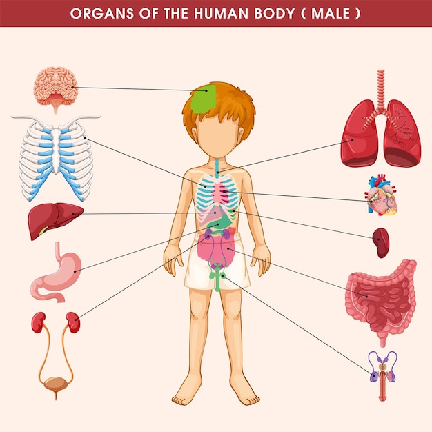 Vector a poster of a child with different organs of the human body.