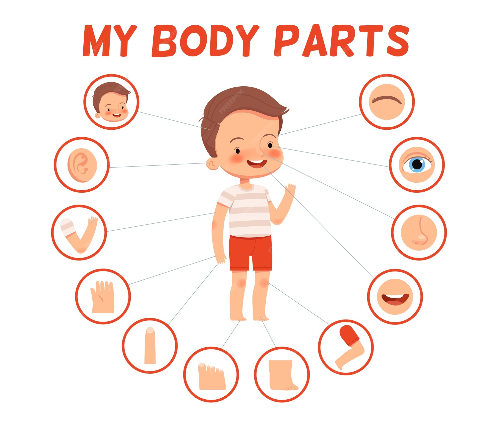 Body Parts картинка для детей