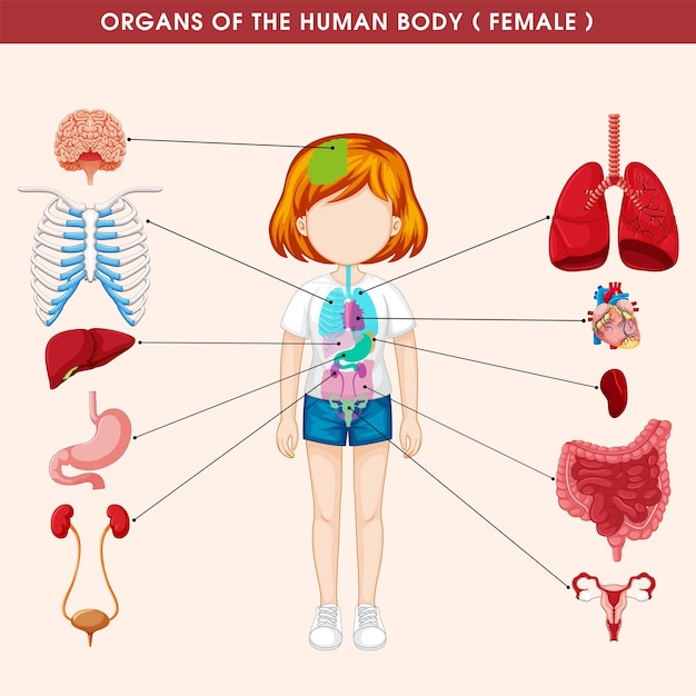 A poster of a girl with different organs of the human body.