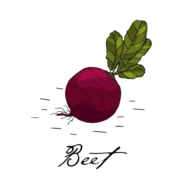 Poster with hand drawn beet isolate on a white background Vector icons in sketch style Hand drawn objects