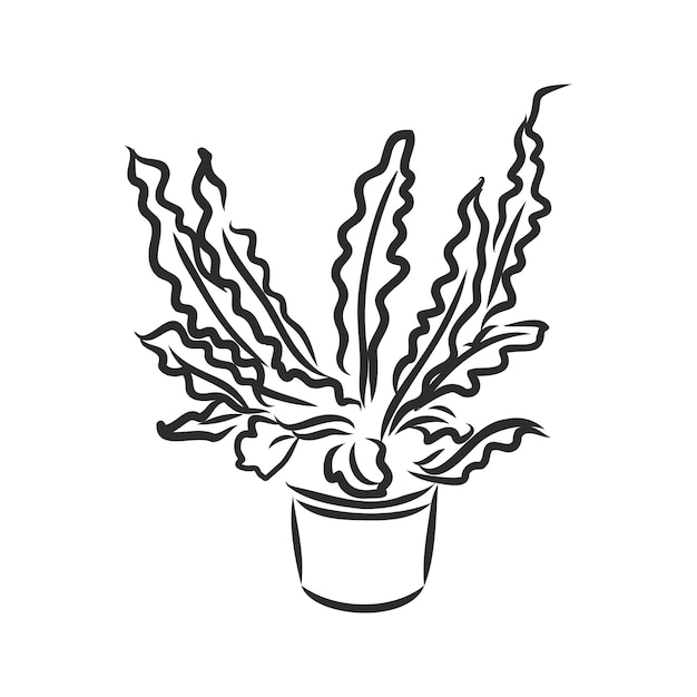 Pot plants  indoor plant vector sketch on a white background