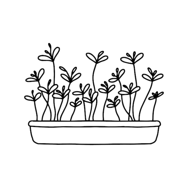 Pot van microgreens Microgreens erwten radijs ui rucola zonnebloem bieten en anderen Vector illustratie geïsoleerd op een witte achtergrond Doodle stijl vectorillustratie