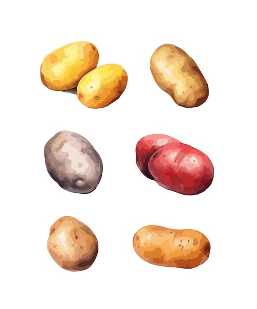 Potato clipart isolated vector illustration