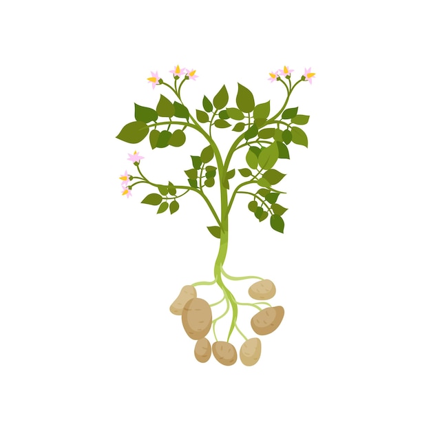 Vettore pianta di patate con foglie verdi e piccoli fiori in fiore verdure crude prodotto agricolo biologico elemento grafico colorato per manifesto o striscione illustrazione vettoriale piatta isolata su sfondo bianco