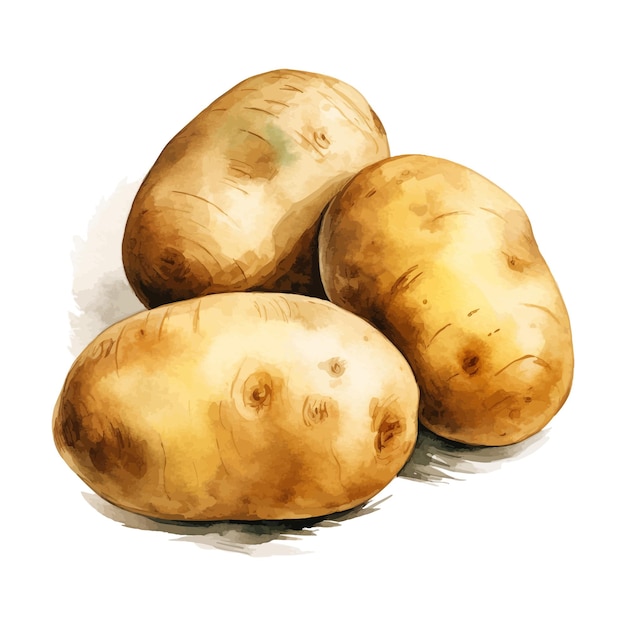 Vettore clipart dell'acquerello di patate