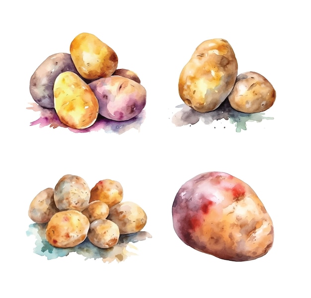 Potato watercolor paint