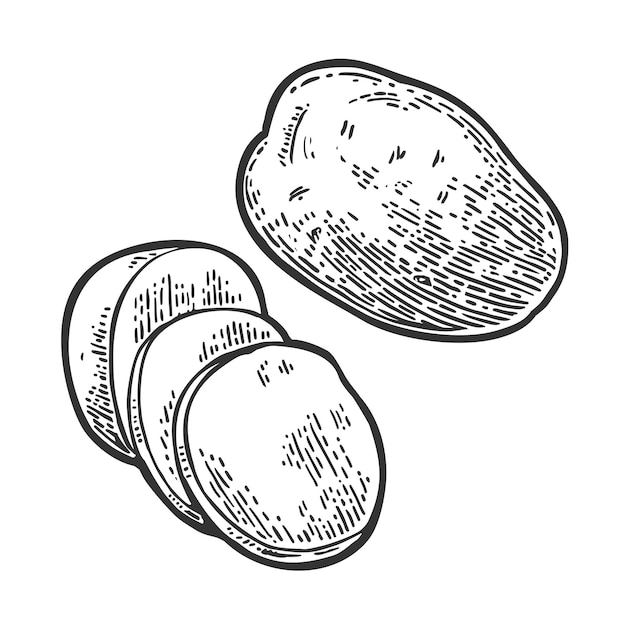 Potato whole and slice vector engraving vintage black illustration isolated on white background