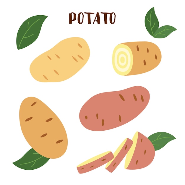 Vettore patate