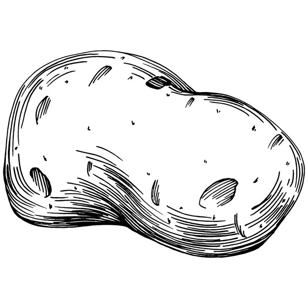 Vector potatoes isolated hand drawn illustration