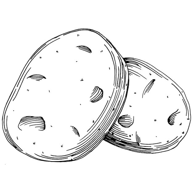 Vector potatoes isolated hand drawn illustration