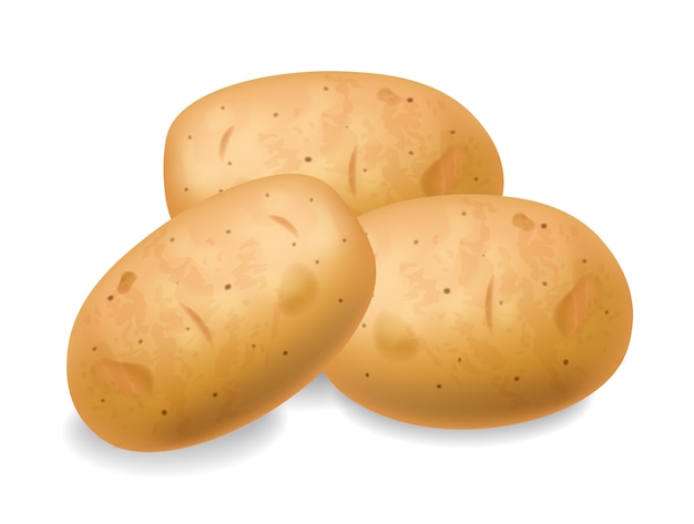 Vector potatoes realistic